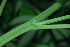 Male_Pre_Flowers.jpg