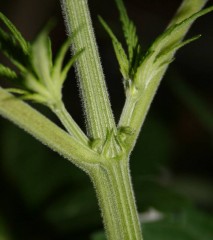 male_preflowers_2.JPG