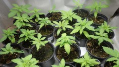 bseeds (4).JPG