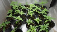 bseeds (1).JPG