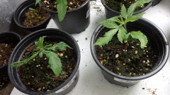 bseeds (5).JPG