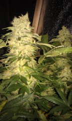 Chronic 50.jpg