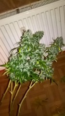 WP_20170113_03_11_54_Pro_LI.jpg
